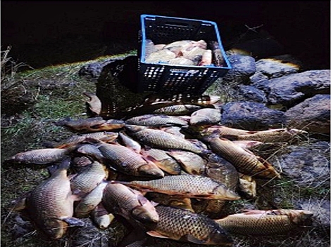 Seben Göleti’ndeki Ağlardan Sazan Balıkları Kurtarıldı
