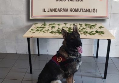 Yasadışı Ekimle İlgili Şüpheli Şahıslar Hakkında Yasal İşlem Başlatıldı