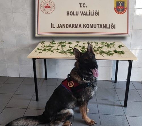 Yasadışı Ekimle İlgili Şüpheli Şahıslar Hakkında Yasal İşlem Başlatıldı