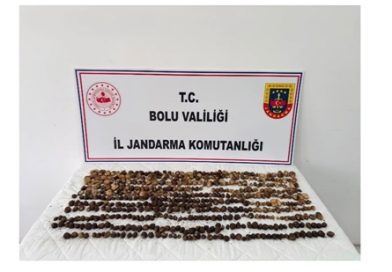 Toplanan Yabani Saleplere  Milli Parklar Müdürlüğü El Koydu