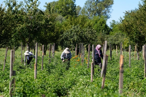 Bolu Belediyesi Ata Tohumlarını Geleceğe Taşıyor